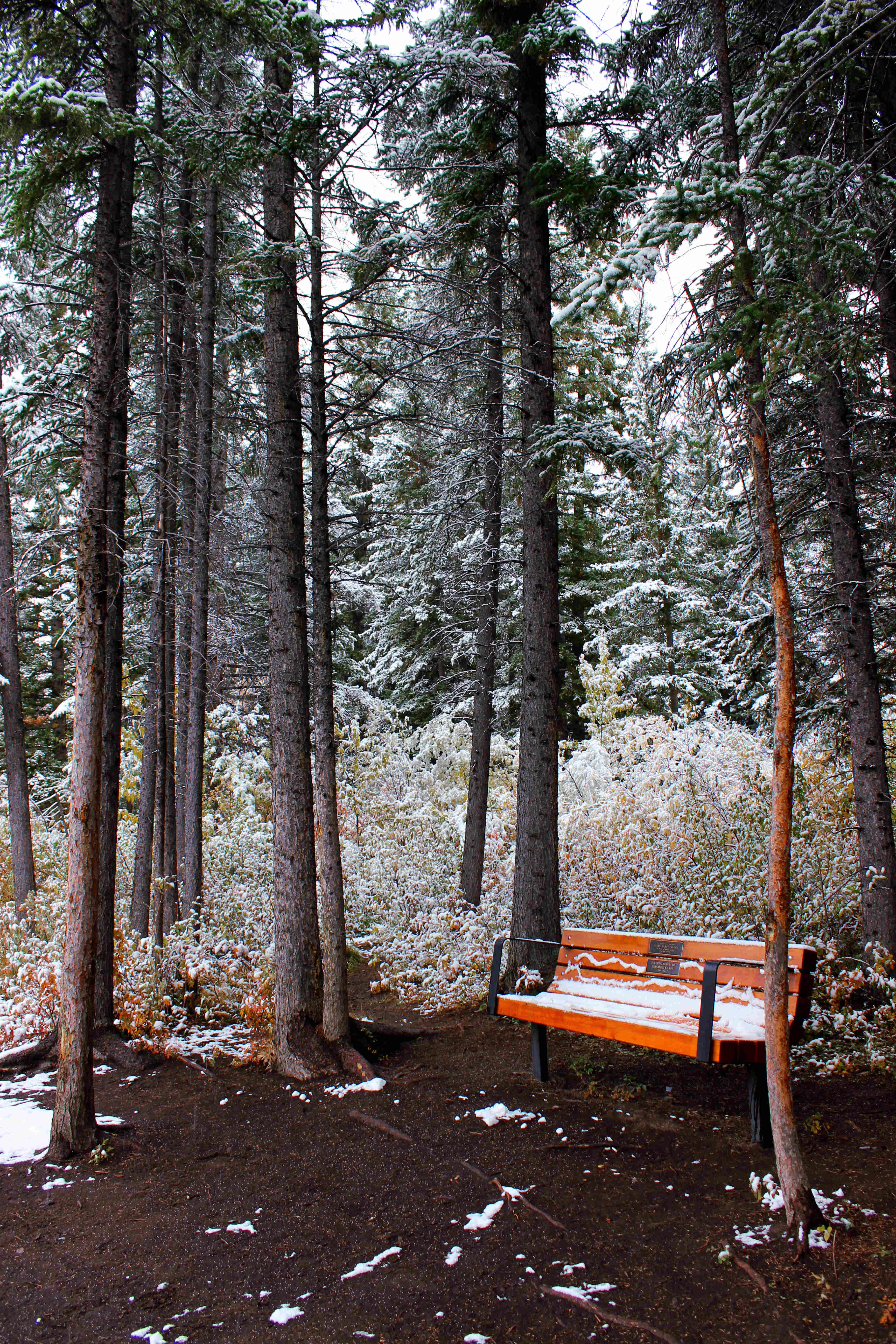 canmore trees